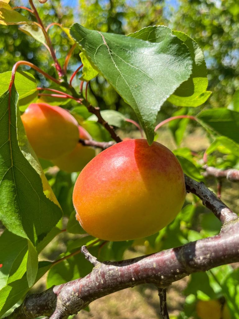 Vente de fruits Beziers