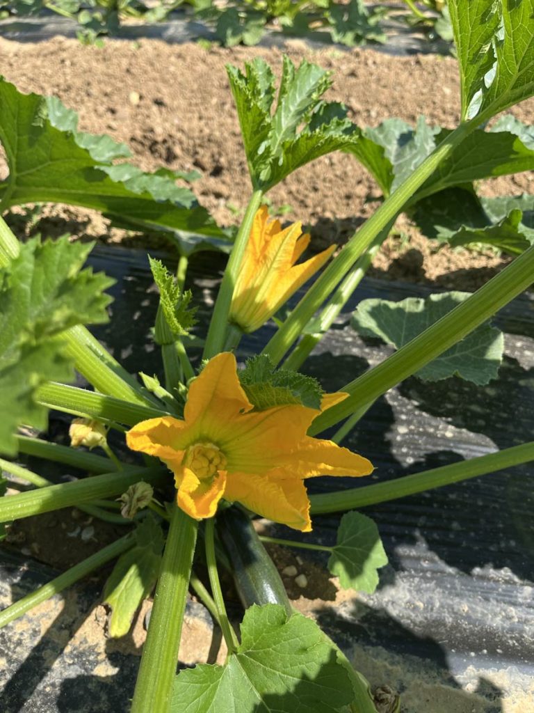 Vente de courgettes à Beziers