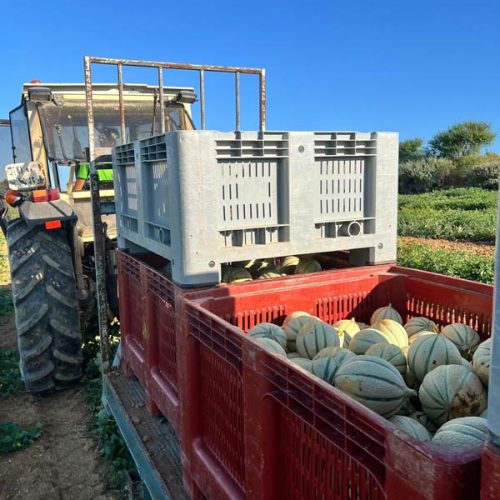 Fruits et légumes de saison près de Béziers