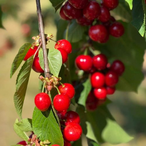 Fruits et légumes de saison près de Béziers