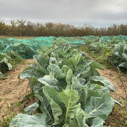 Fruits et légumes de saison près de Béziers