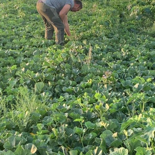 Fruits et légumes de saison près de Béziers