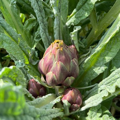 Fruits et légumes de saison près de Béziers