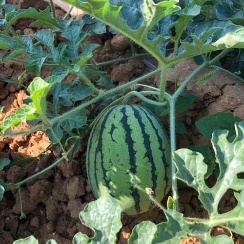 Fruits et légumes de saison près de Béziers