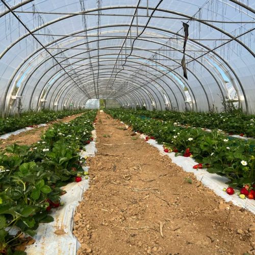 Fruits et légumes de saison près de Béziers