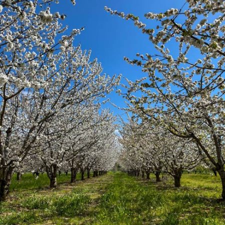 Fruits et légumes de saison près de Béziers
