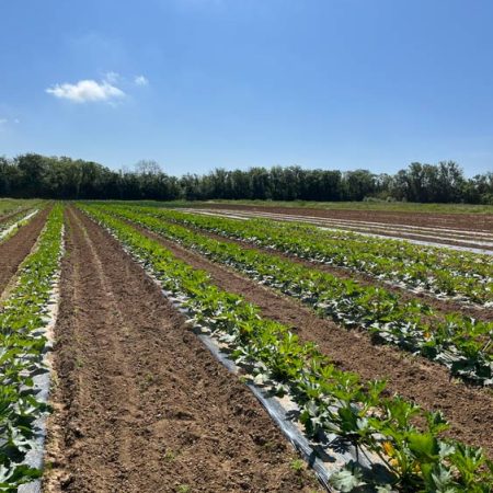 Fruits et légumes de saison près de Béziers