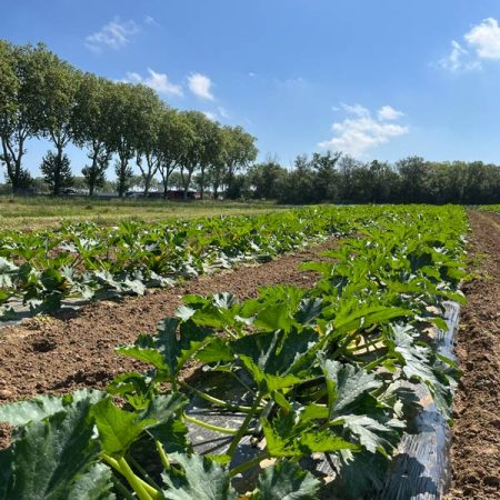 Fruits et légumes de saison près de Béziers