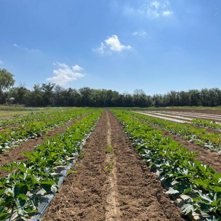 Fruits et légumes de saison près de Béziers