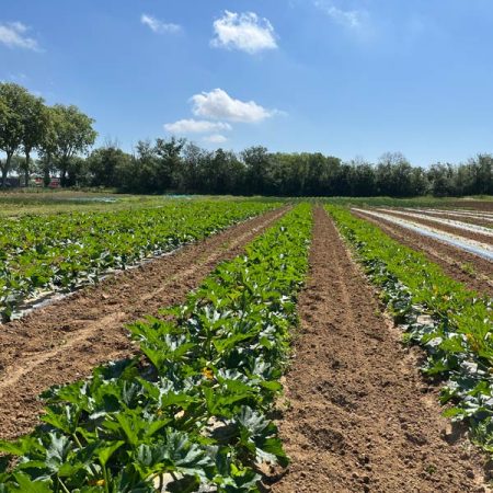 Fruits et légumes de saison près de Béziers