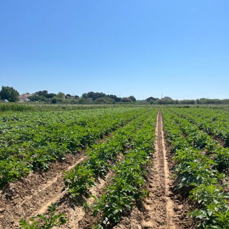 Fruits et légumes de saison près de Béziers