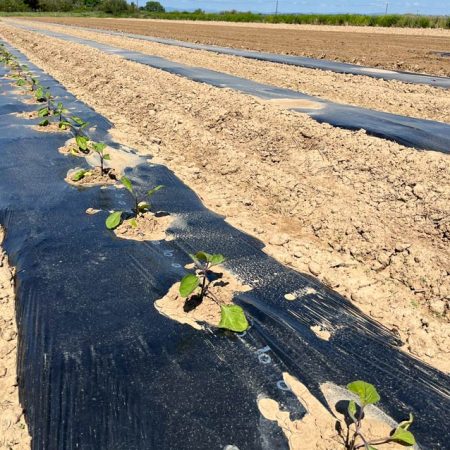 Fruits et légumes de saison près de Béziers