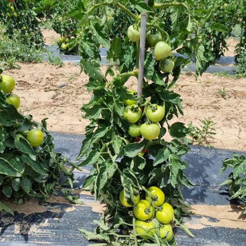 Fruits et légumes de saison près de Béziers