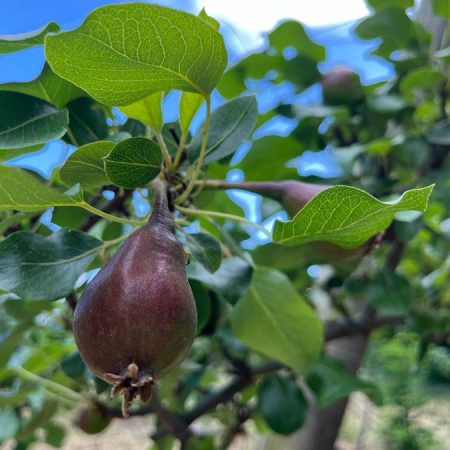 Fruits et légumes de saison près de Béziers