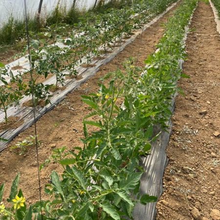 Fruits et légumes de saison près de Béziers