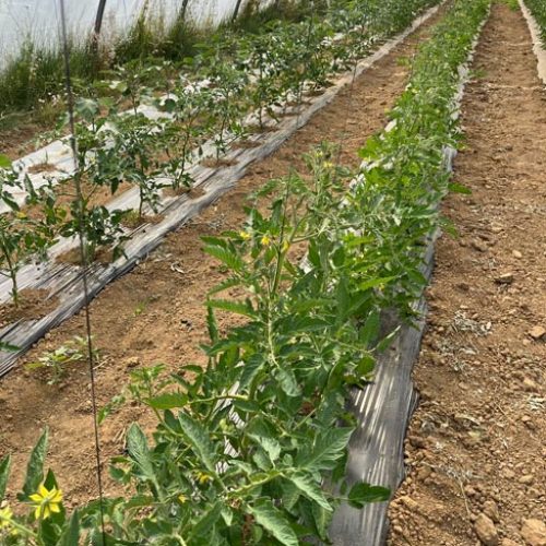 Fruits et légumes de saison près de Béziers