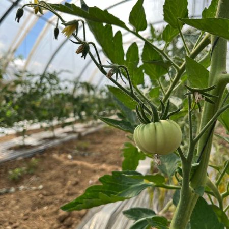 Fruits et légumes de saison près de Béziers