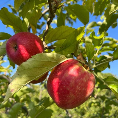 Fruits et légumes de saison près de Béziers | Vente directe