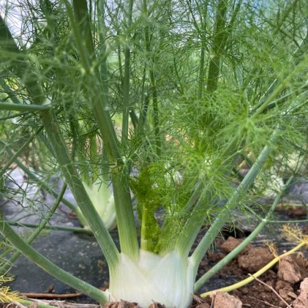 Fruits et légumes de saison près de Béziers | Vente directe