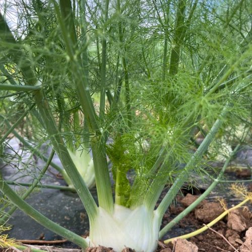 Fruits et légumes de saison près de Béziers | Vente directe