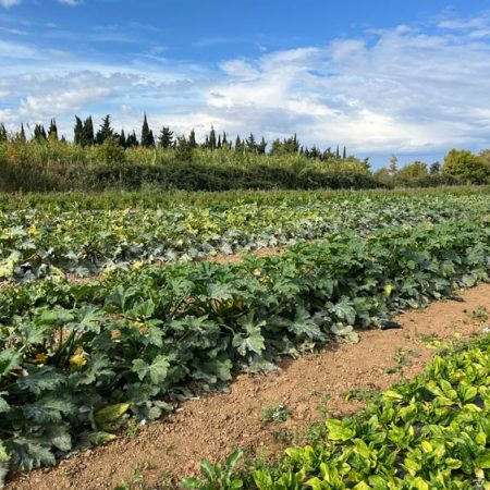Fruits et légumes de saison près de Béziers | Vente directe