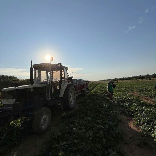 Fruits et légumes de saison près de Béziers