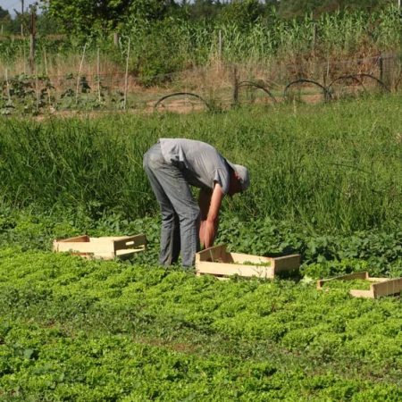 Fruits et légumes de saison près de Béziers | Vente directe