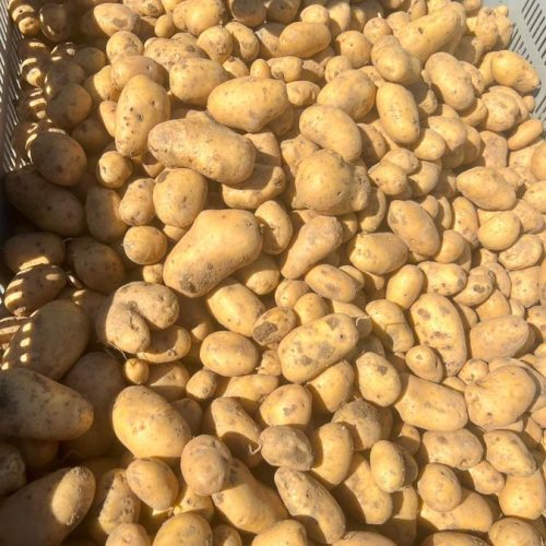 Fruits et légumes de saison près de Béziers | Vente directe