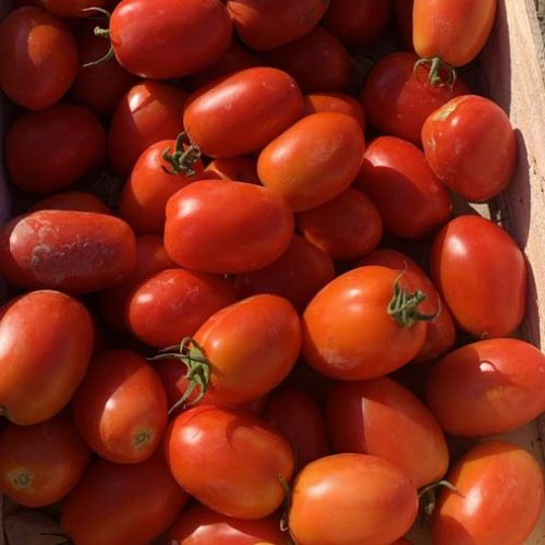 Fruits et légumes de saison près de Béziers | Vente directe