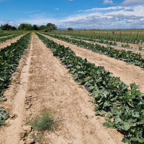 Fruits et légumes de saison près de Béziers