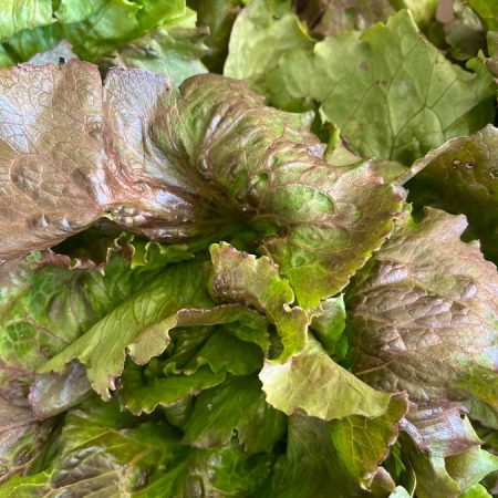 Fruits et légumes de saison près de Béziers | Vente directe