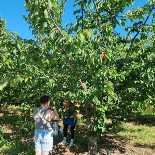 Fruits et légumes de saison près de Béziers