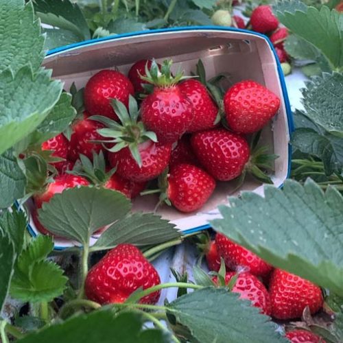 Fruits et légumes de saison près de Béziers