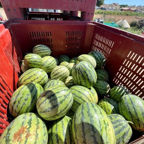Fruits et légumes de saison près de Béziers