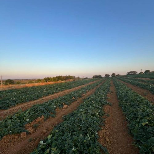 Fruits et légumes de saison près de Béziers