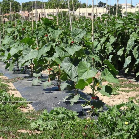 fruits-legumes-vente-directe-production-locale-circuits-courts-beziers-34-slider-08